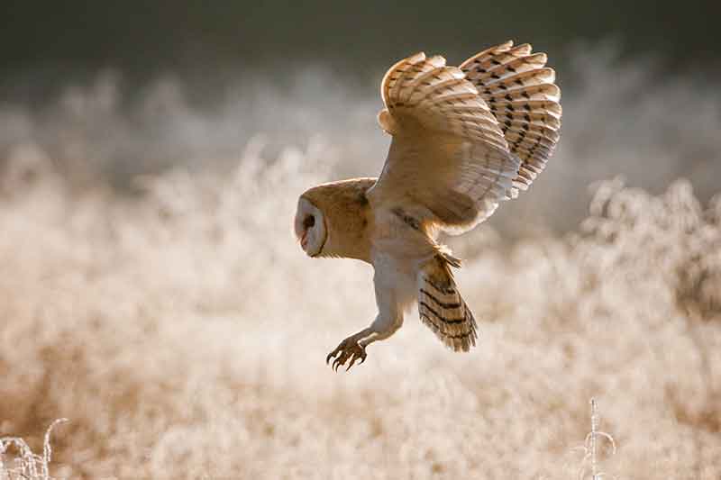 Barn Owl Hunting