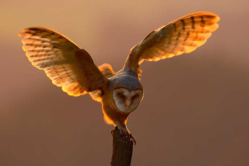 Barn Owl At Sunset