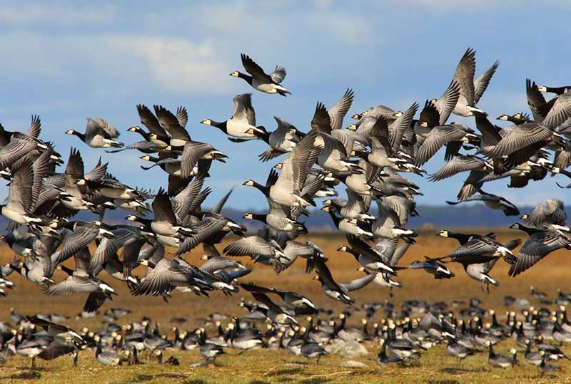 Barnacle Geese