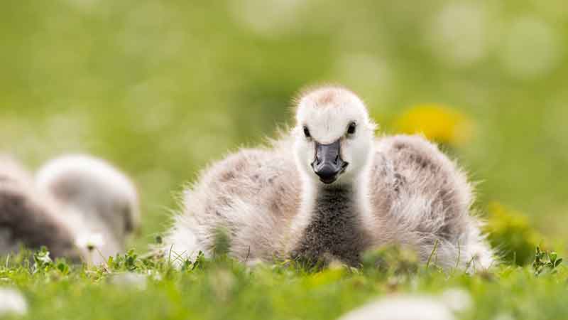 Barnacle Gosling