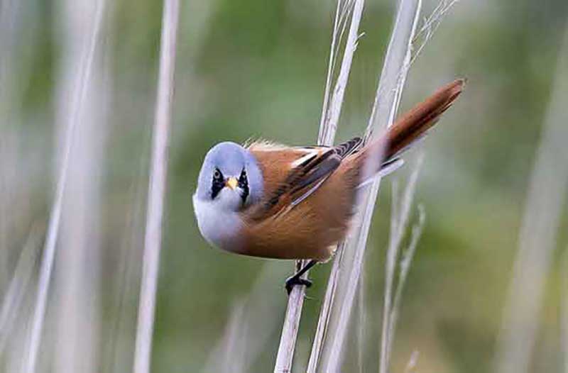 Bearded Tit