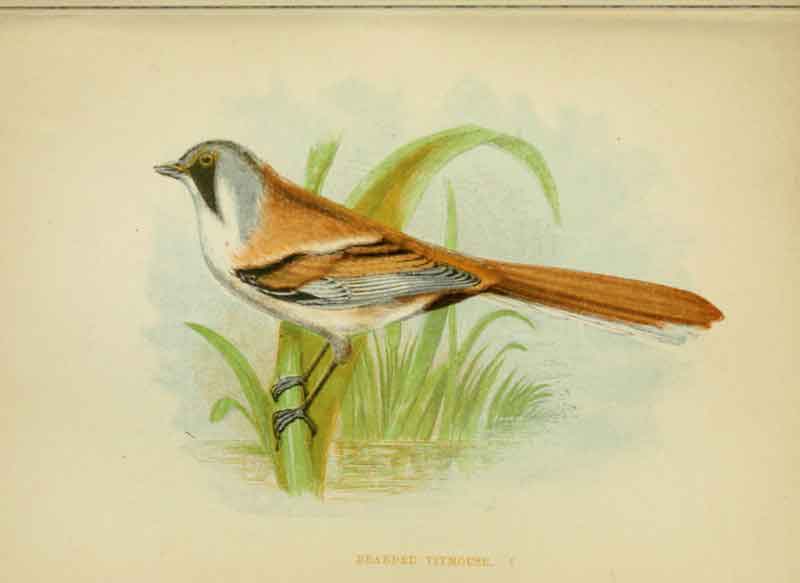 Bearded Tit