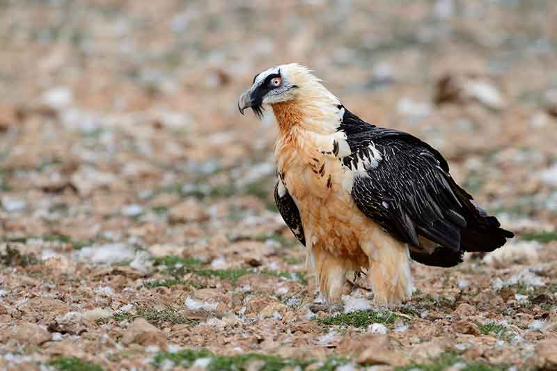 Bearded Vulture