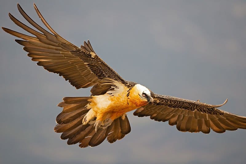 Bearded Vulture