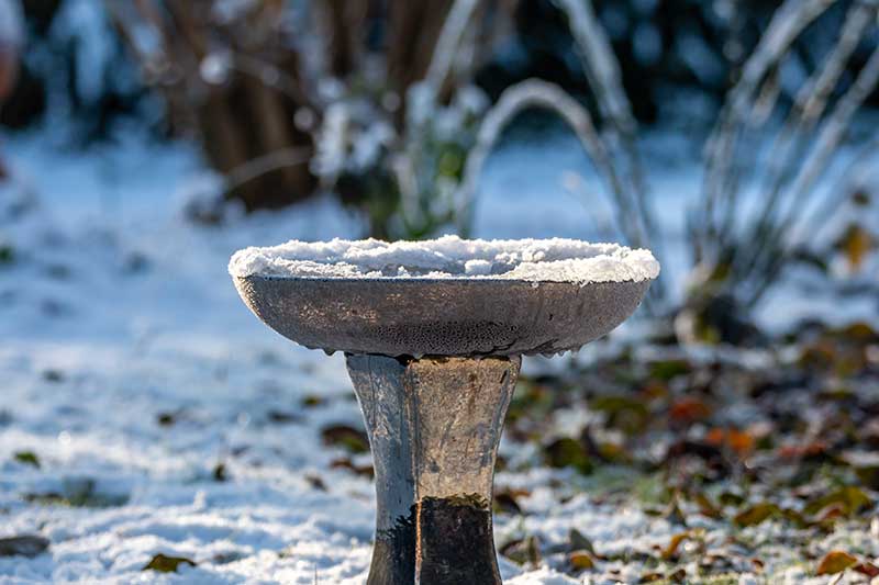 Bird Bath In Snow