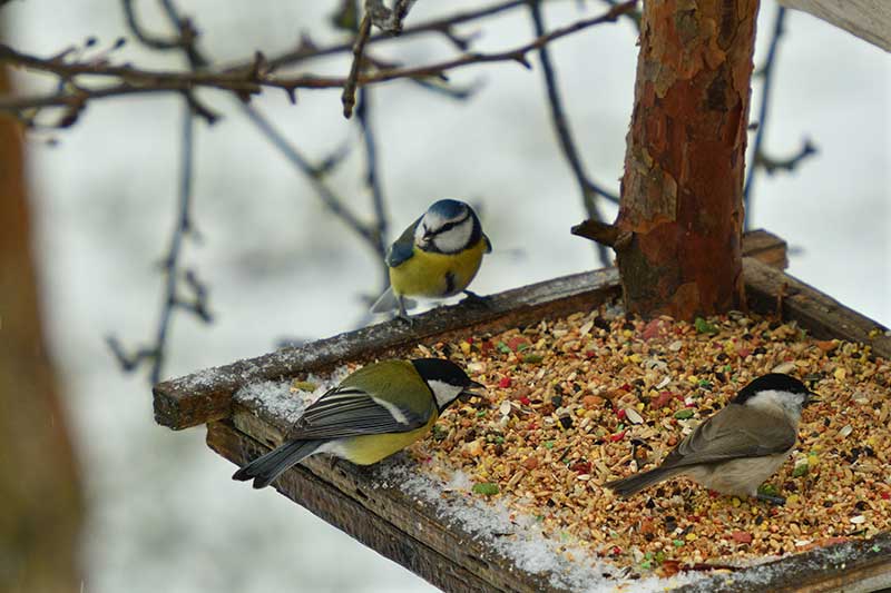 Tits On A Bird Table