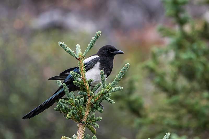 Black-Billed Magpie