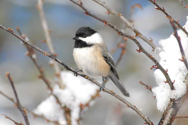 Black-Capped Chickadee