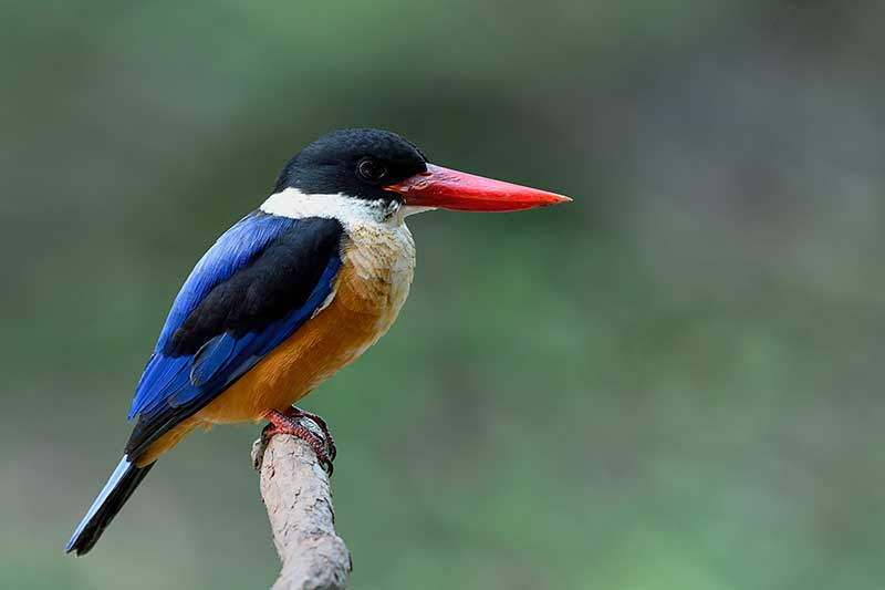 Black-Capped Kingfisher