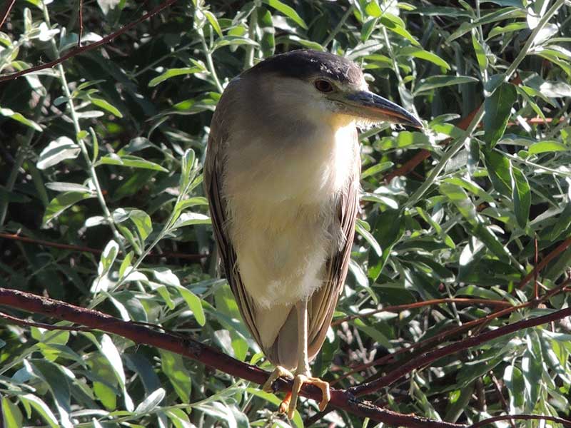 Black-Crowned Night Heron
