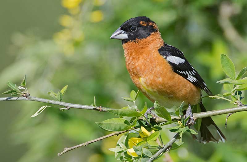Black-headed grosbeak