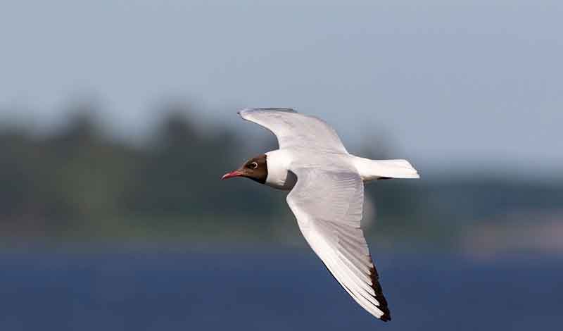 Black-Headed Gull