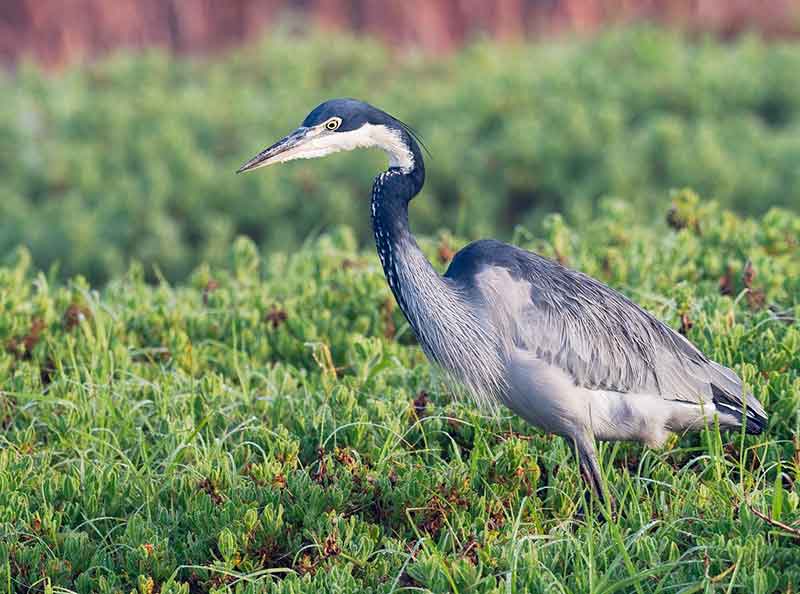 Black-Headed Heron