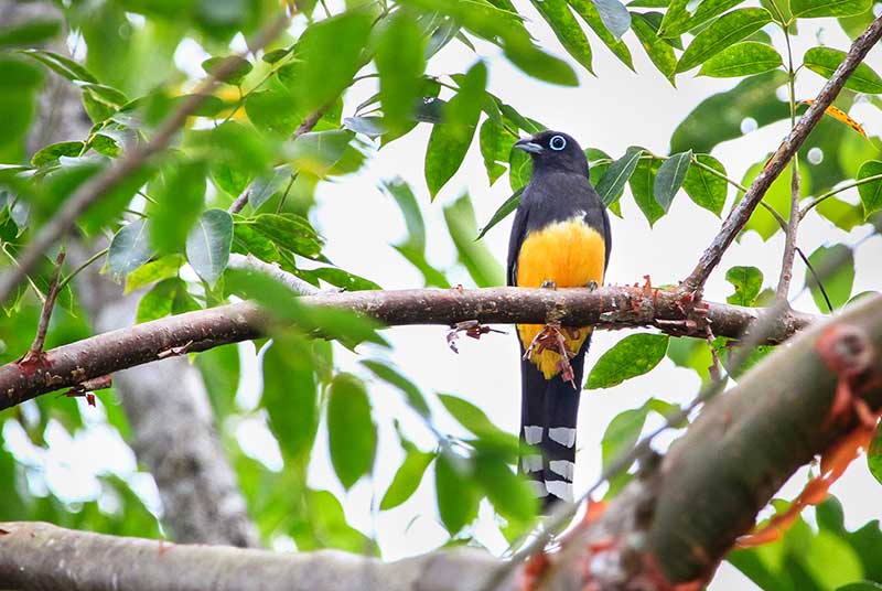 Black-Headed Trogon