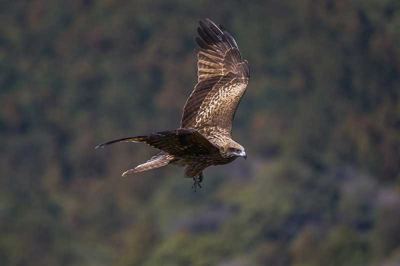 Black Kite