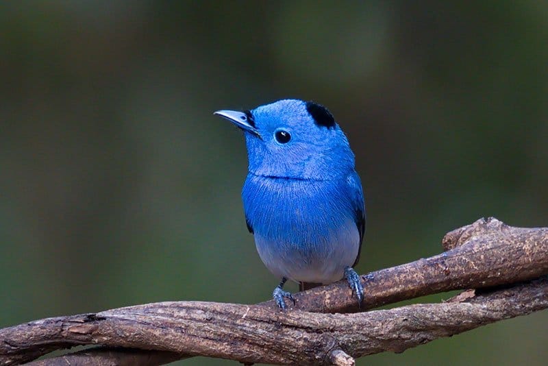 Black-naped monarch