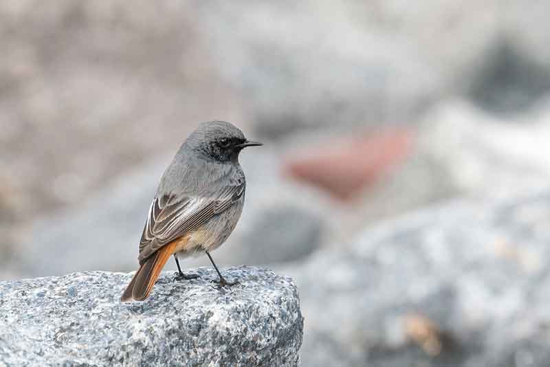 Black Redstart
