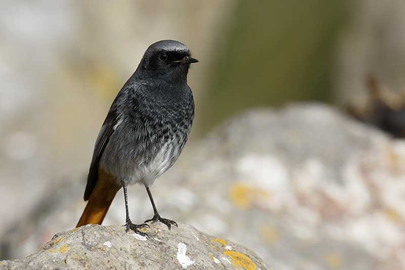 Black Redstart