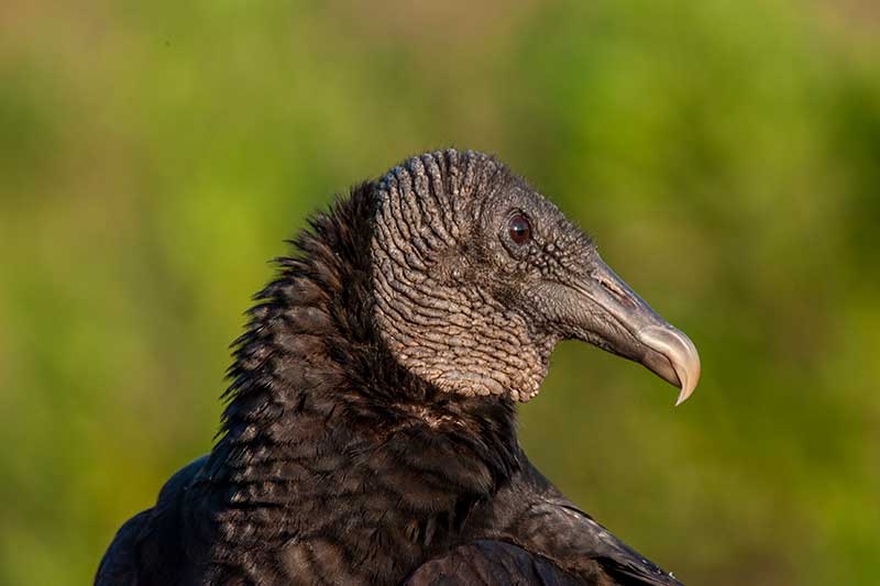 Black Vulture