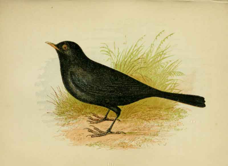 Blackbird