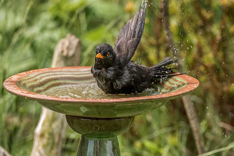 Blackbird In A Bird Bath