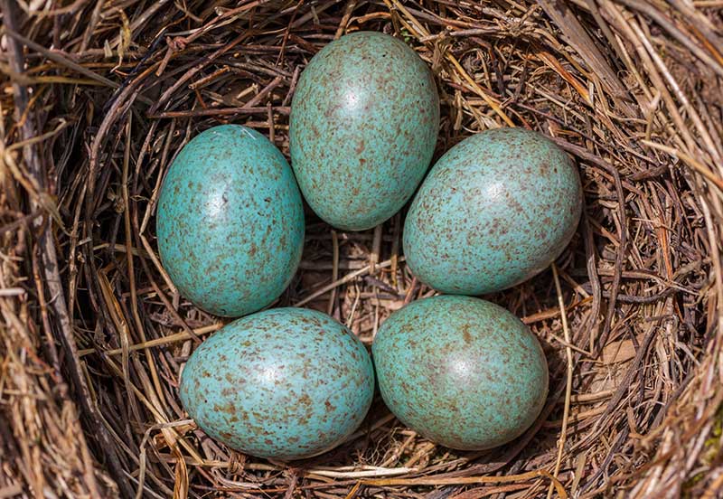 Blackbird Eggs