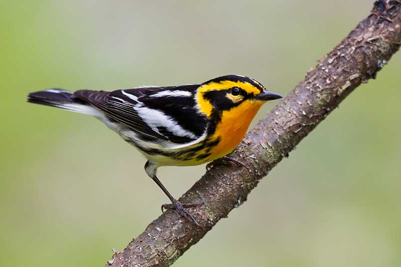 Blackburnian Warbler