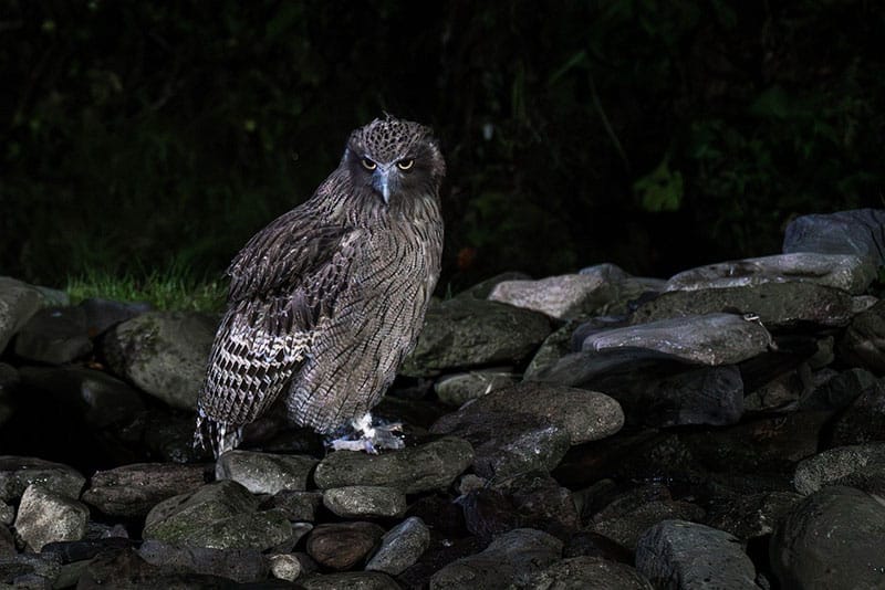 Blakiston's Fish Owl