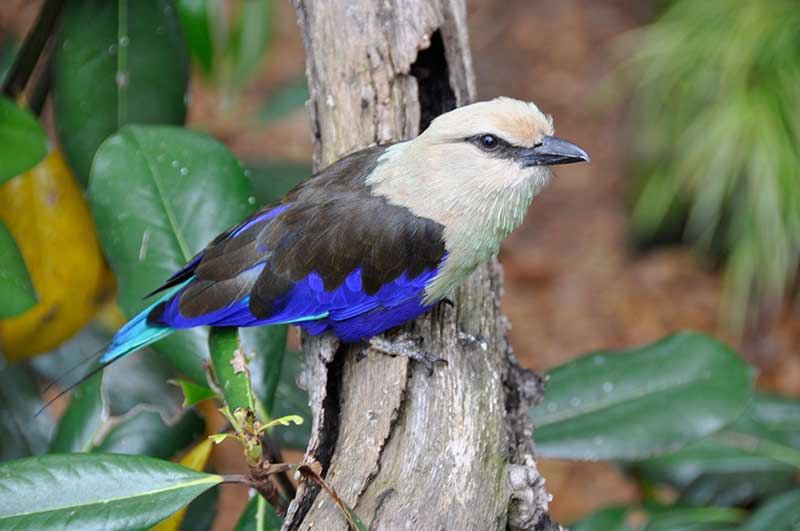 Blue-Bellied Roller