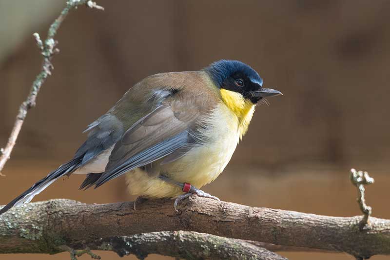 Blue-Crowned Laughingthrush
