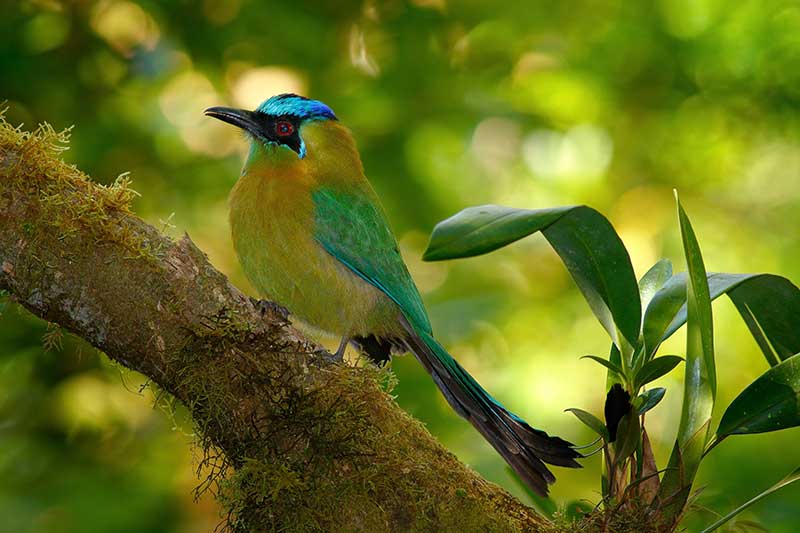 Blue-Crowned Motmot