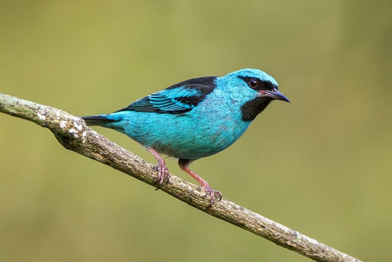 Blue Dacnis