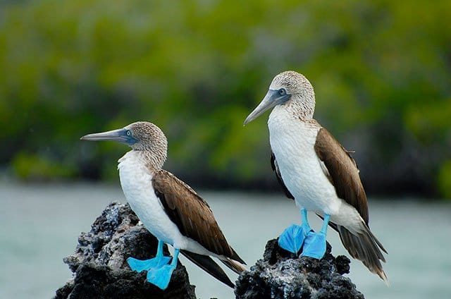Blue-Footed Boobies
