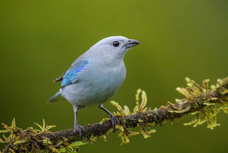 Blue-Grey Tanager