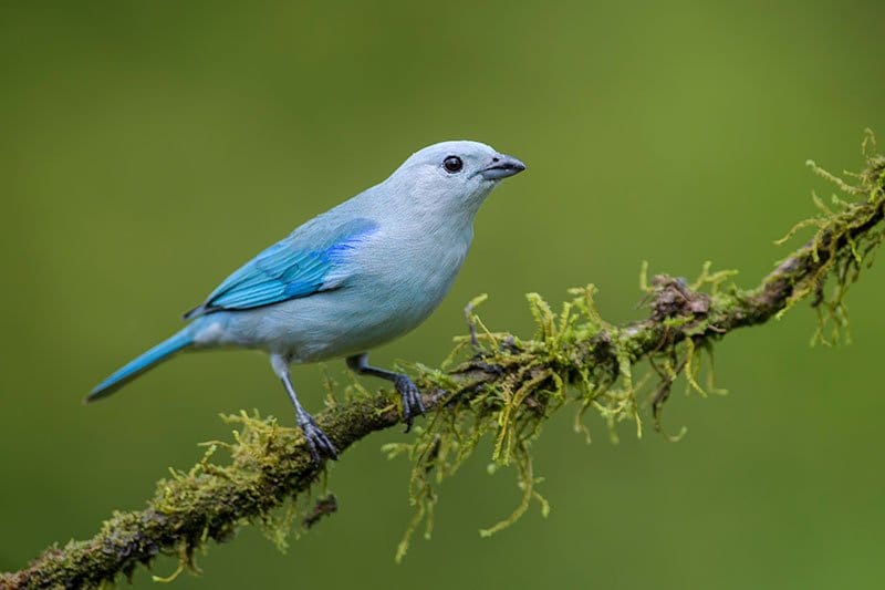 Blue-Grey Tanager