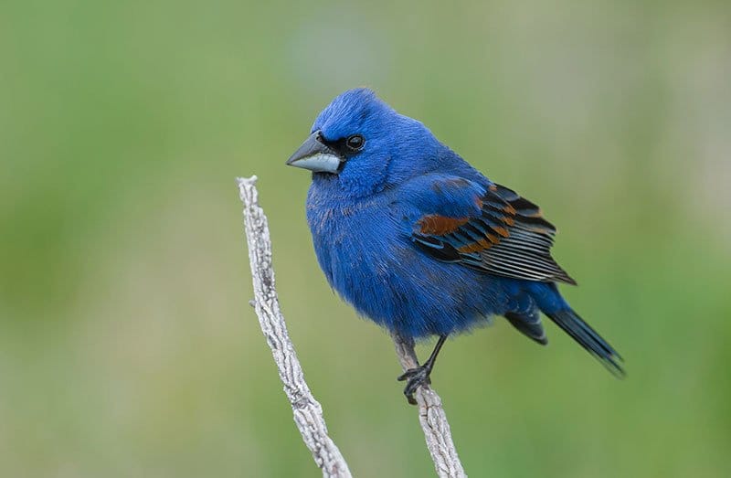 Blue Grosbeak