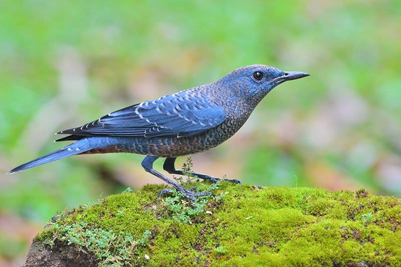 Blue Rock Thrush
