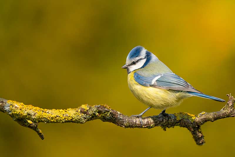 Blue tit