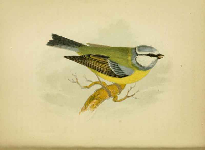Blue Tit