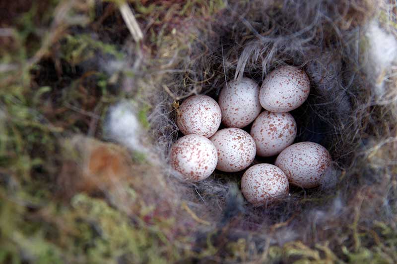 Blue Tit Eggs