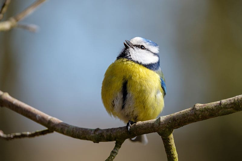 Blue Tit Singing