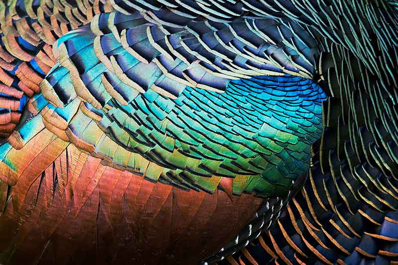 Ocellated Turkey