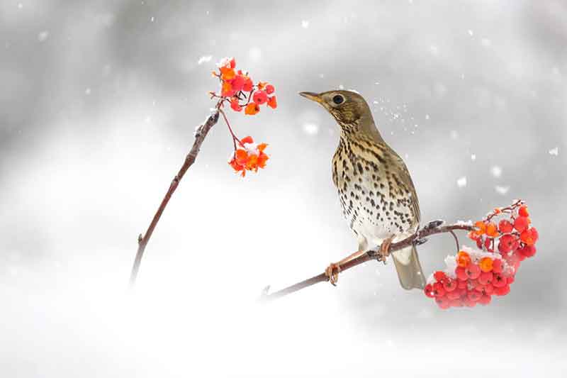 Song Thrush