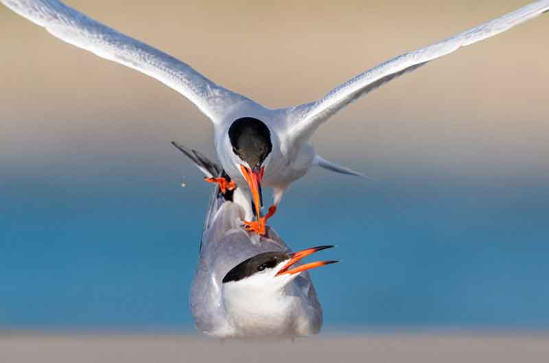 Common Terns