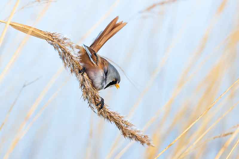 Bearded Tit