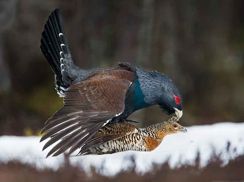 Western Capercaillie