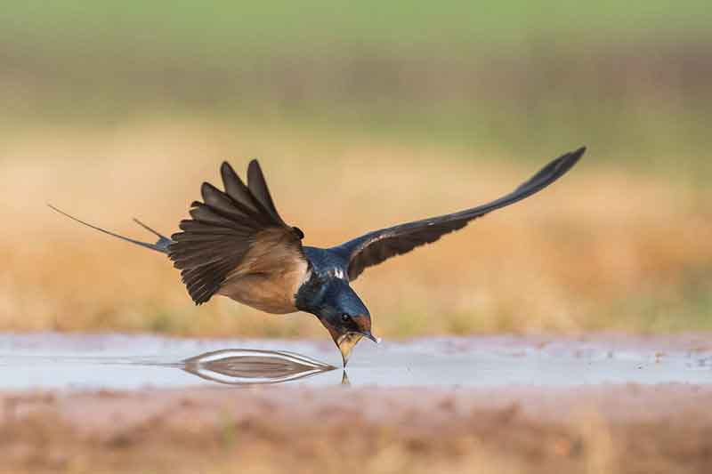 Barn Swallow
