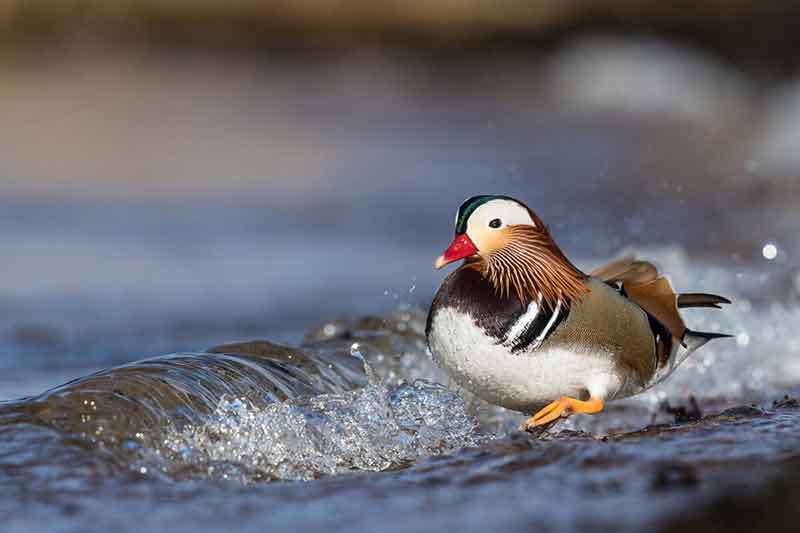 Mandarin Duck