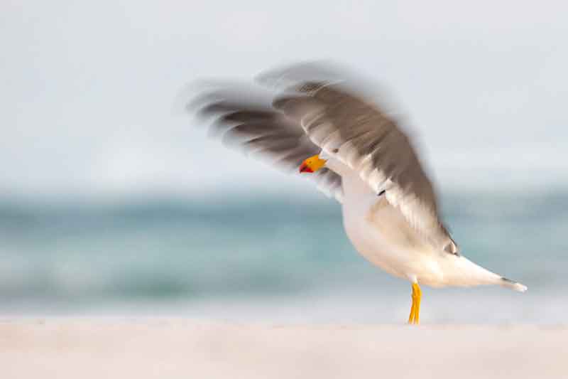 Pacific Gull