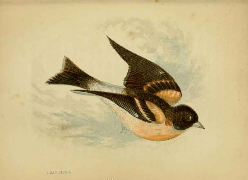 Brambling